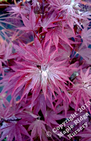 Acer shirasawanum 'Red Dawn' - mapleridgenursery